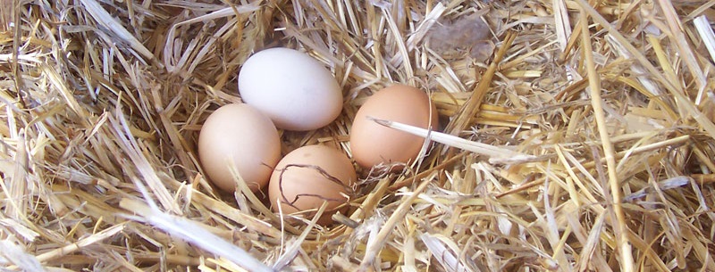 Photograph of four hen's eggs sitting in a straw nest.